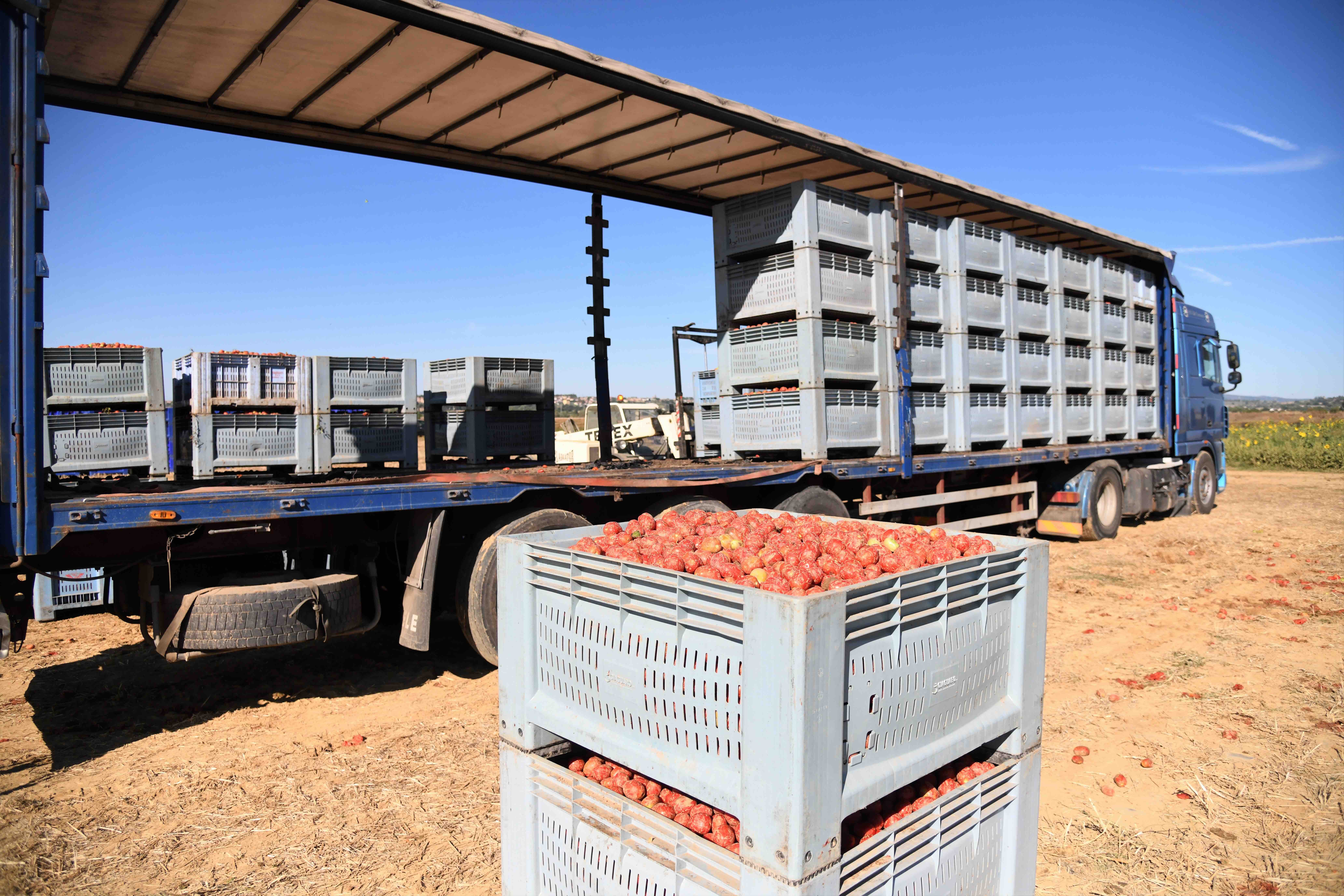 Tomatoes Lorry 